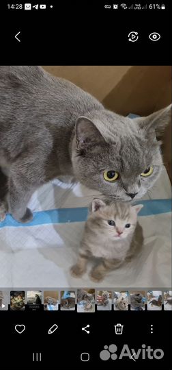 Британка в добрые руки