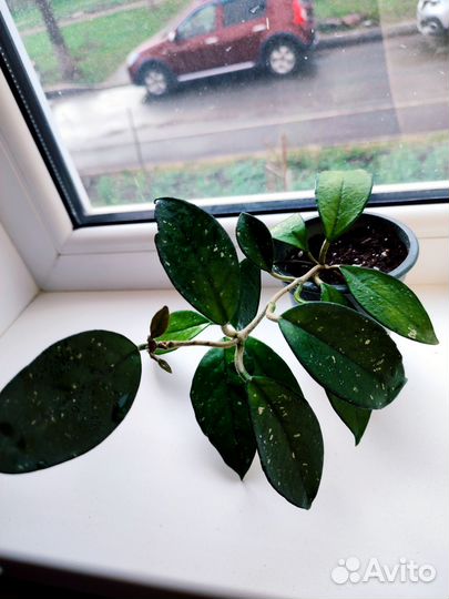 Хойя карноза