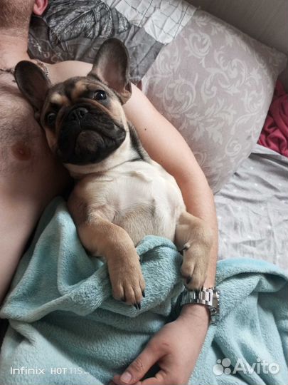 Французский бульдог немецкая овчарка