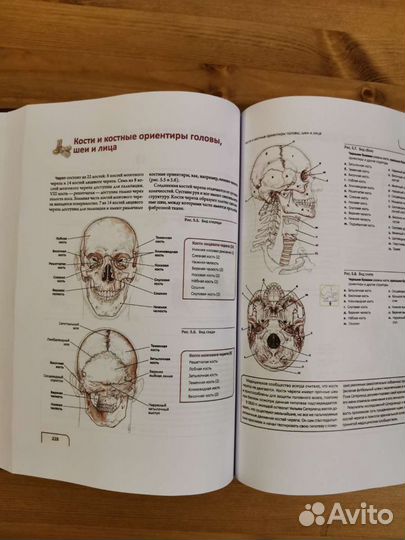 Практической руководство по пальпации тела Э. Бил