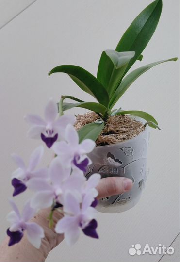 Орхидея 
