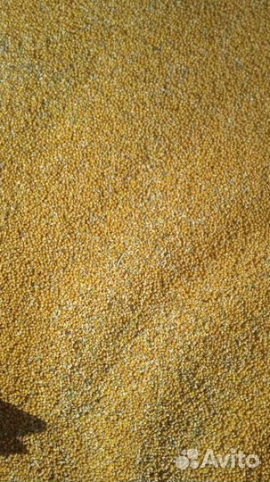 Просо желтое