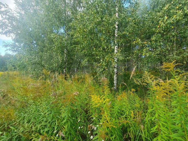 Участок 15 сот. (ИЖС)