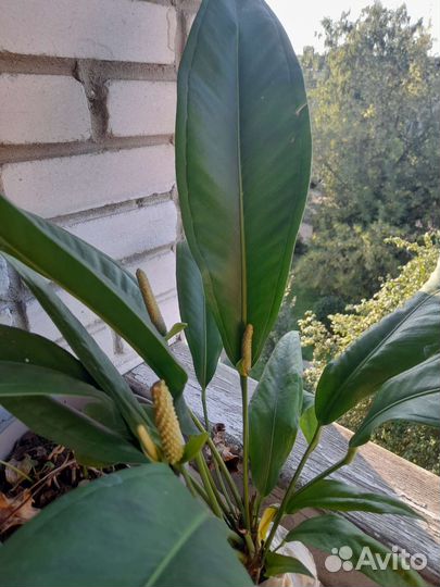 Антуриум Бейкера