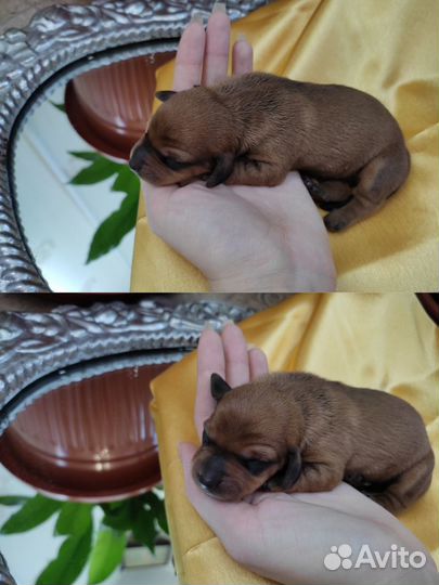 Такса, щенки, щенки таксы, гладкошерстная такса