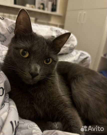 Передержка животных