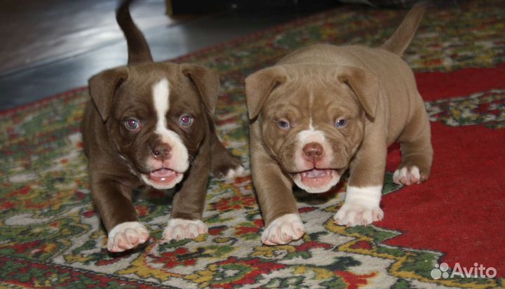 Щенки Американского Булли