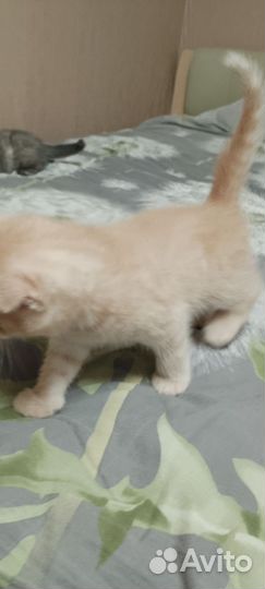 Британский кот