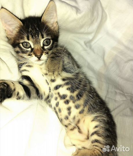 Отдам котёнка, ласковый, ест все, лоток знает