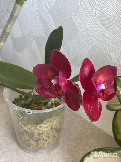 Phal. Haur Jih Fancy бабочка, детка