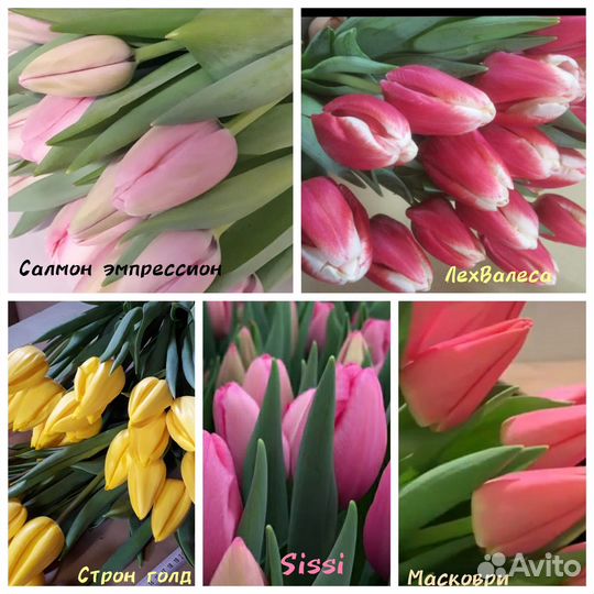 Луковицы тюльпана после выгонки очищенные