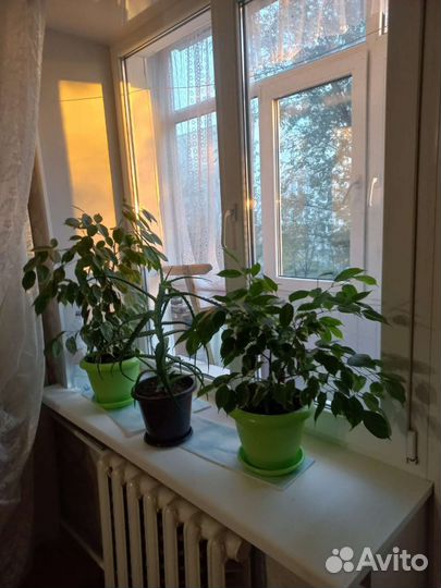 Цветы