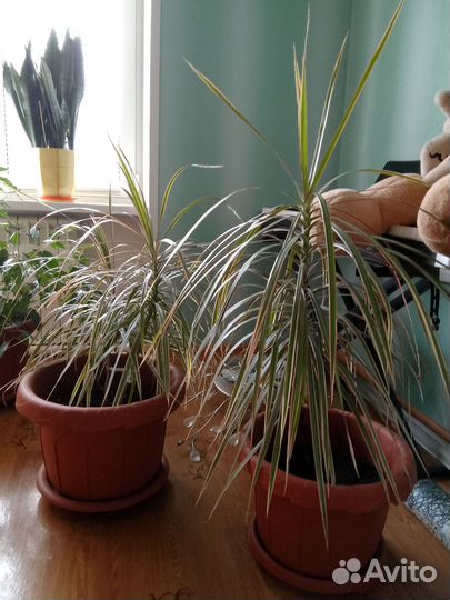 Драцена колор