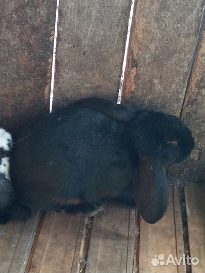 Кролики породы французский баран