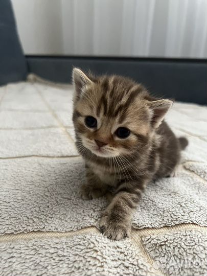 Шотландские котята