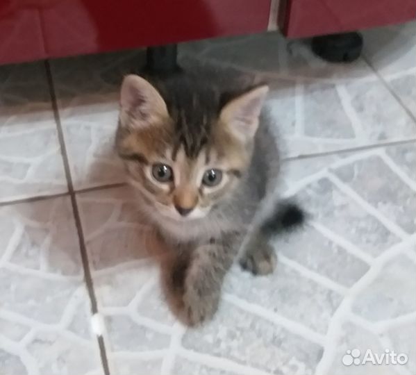 Маленькая принцесса ищет друга