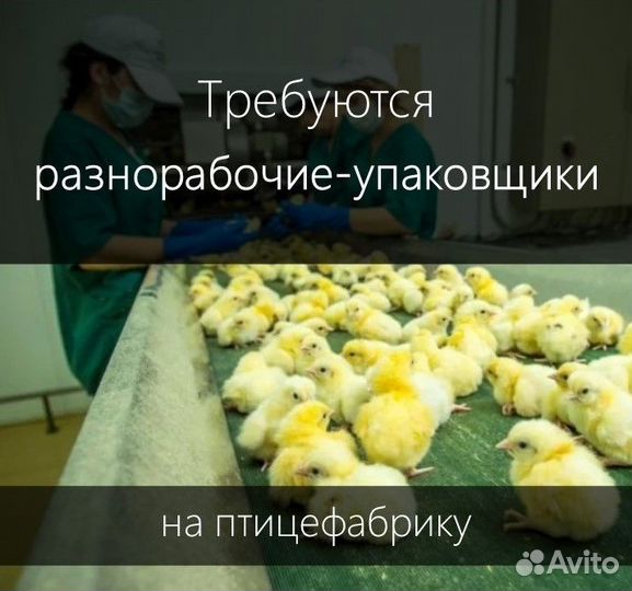 Разнорабочий-упаковщик на птицефабрику