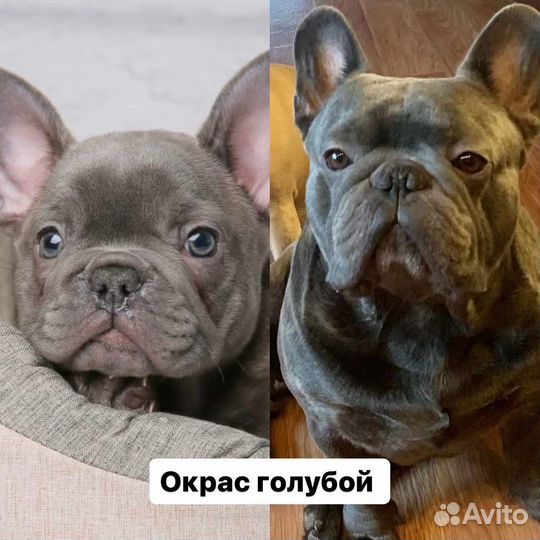 Французский бульдог инфо профиль про булек