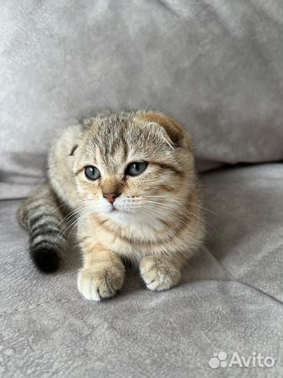 Шотландская вислоухая кошечка