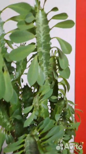 Молочай трехгранный вар