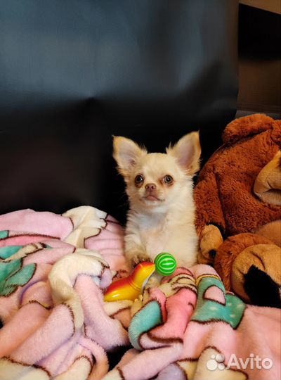 Чихуахуа девочка