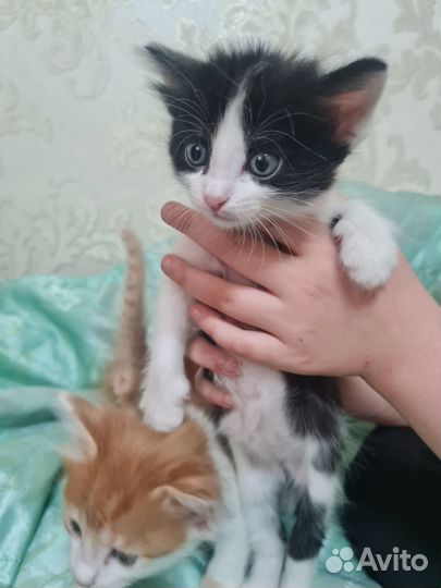 Котята