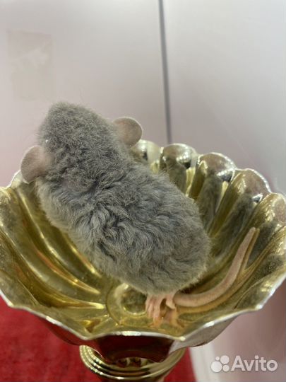 Крысята Рекс кучерявые волнистые с клеткой