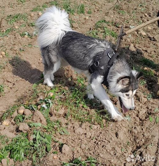 Собака маламут