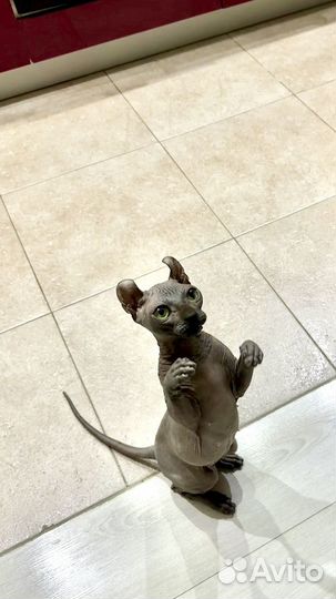 Кошка сфинкс эльф