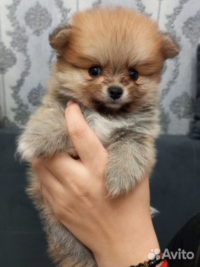 Щенки шпица