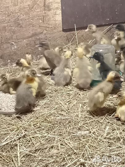 Утята индийский бегунок