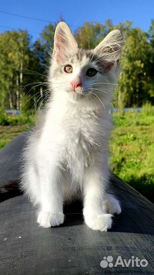 Котёнок мейн кун