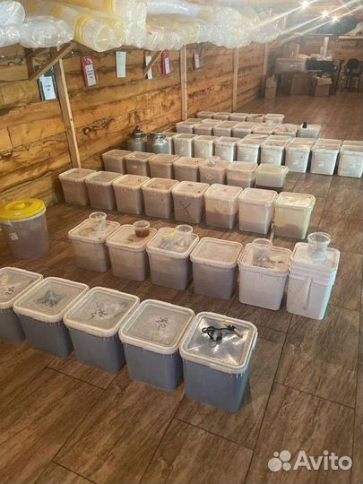 Мед Цветочный опт