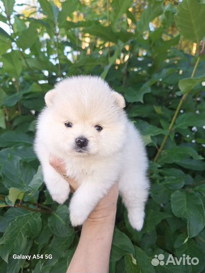 Щенки шпица