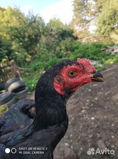 Бойцовые куры