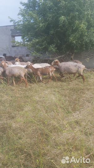 Овцы бараны