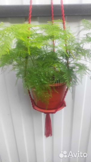 Аспарагус перистый или щетинковидный