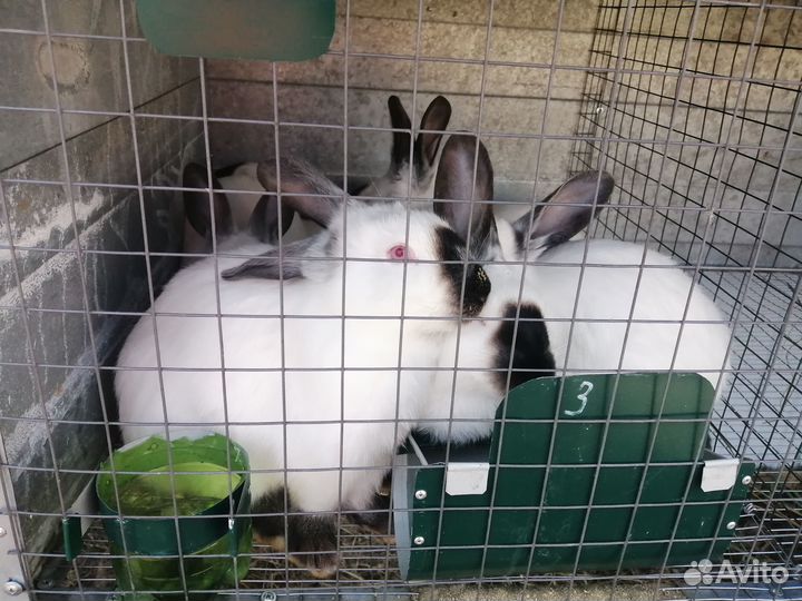 Калифорнийский мясной кролик