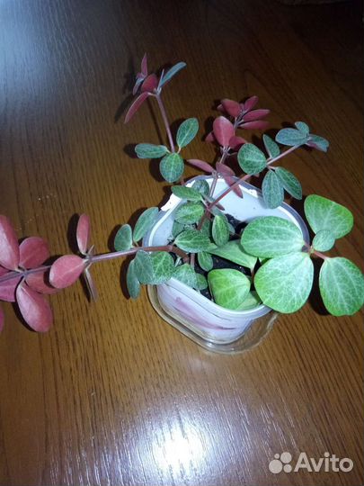 Комнатные цветы