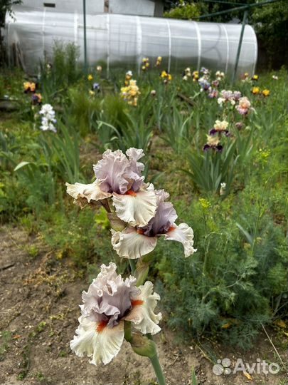 Ирис, хоста, гейхера