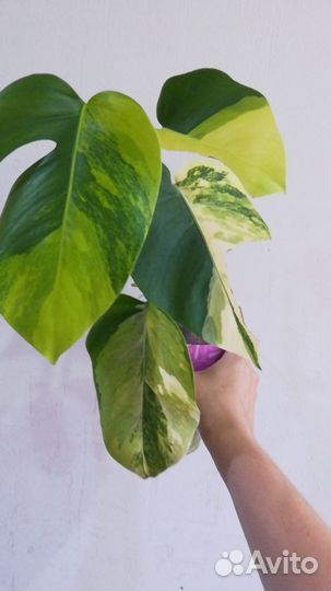 Монстера елоу splash