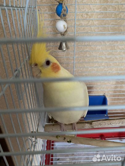 Попугай корелла