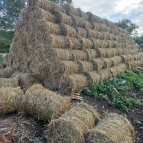 Солома пшеничная