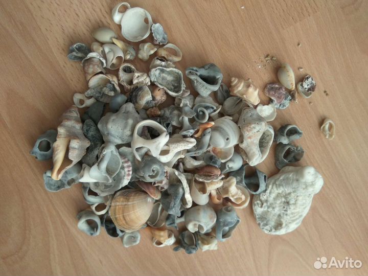 Морские ракушки и камни с дырками отверстиями