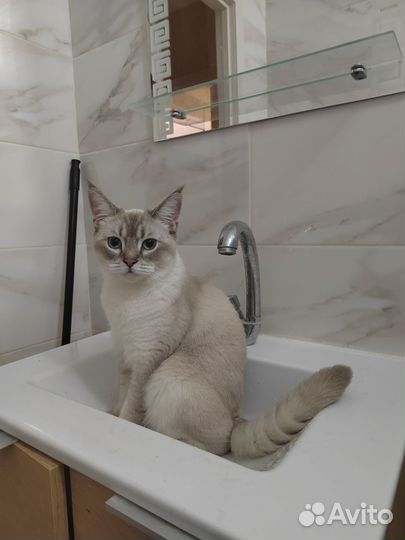 Кошки в добрые руки бесплатно