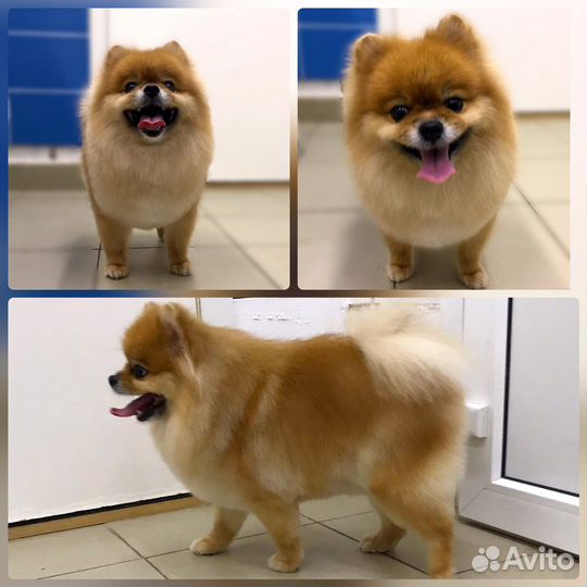 Грумер (стрижка, экспресс линька)