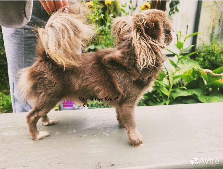 Лиловый кобель чихуахуа на вязку