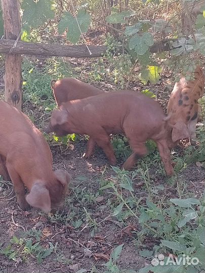 Поросята