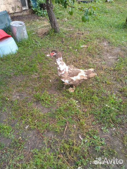 Мускусные утки тяжелые линии