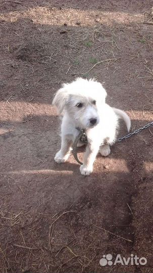 Собаки щенки бесплатно